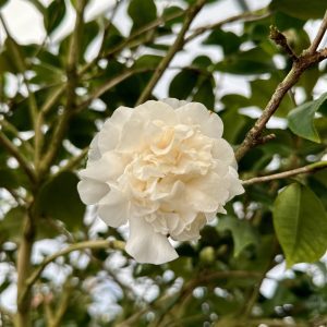 Camellia japonica 'White By the Gate' | Piedmont Carolina